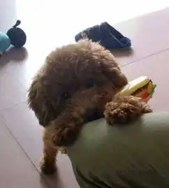 小动物可爱头像呆萌
