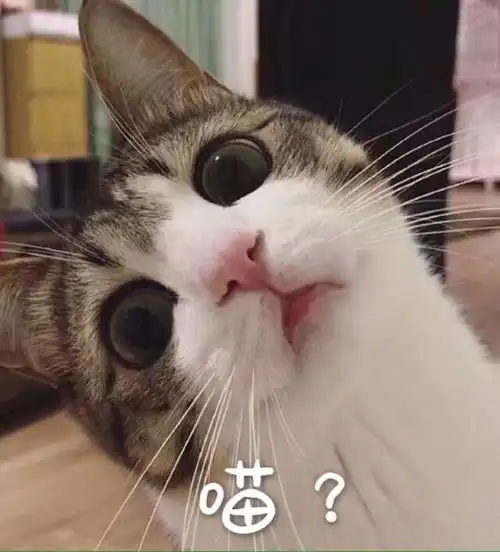  看过这部甜宠剧之后完全get到猫系女友的魅力