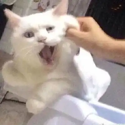  猫头像高冷图片真猫
