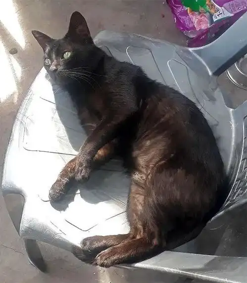  因为一只猫,小伙和在一起两年的女友分手你可以不喜欢黑猫,但你没权利丢掉我的宝贝