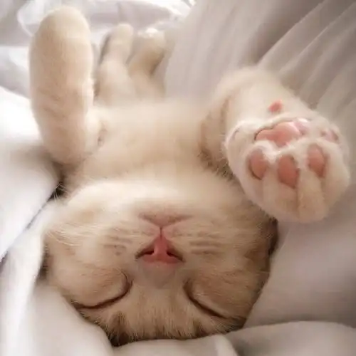 有关小猫咪的指甲攻略在这里