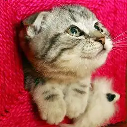 求可爱的猫咪头像 求可爱的猫咪头像