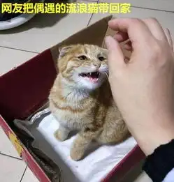  男子在楼下捡了只猫,女友见后两眼发光这种猫你也能捡到