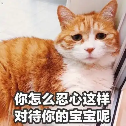  在二次元眼中,有什么能比得上一只小猫咪呢