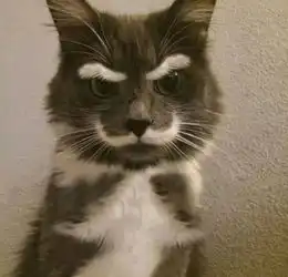  以貌取猫,就是一场大型的真香现场