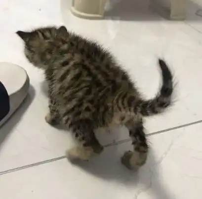  大雨中抱了只小猫回家,女友看到后强烈拒绝田园猫不准养