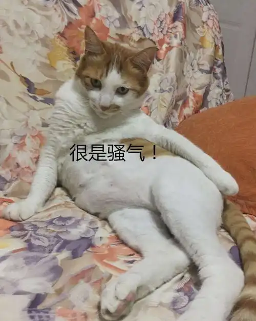 橘猫想找女朋友,竟对主人无底线撒娇,求主人心里阴影面积