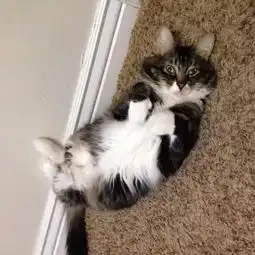  分手后,女友复合的唯一要求猫猫扔掉小哥回复做梦