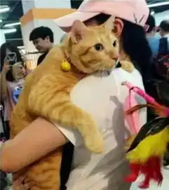  男子上厕所,让女友抱着橘猫,回来一看哭了