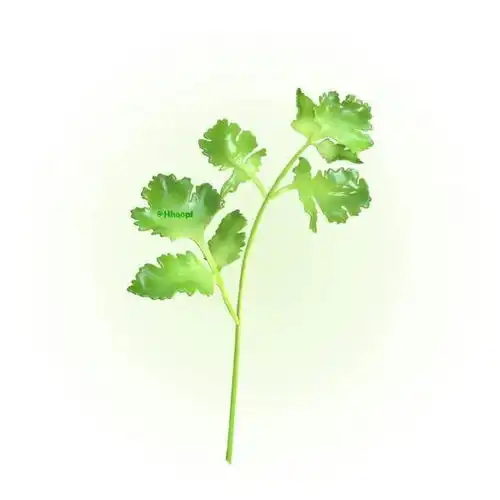 简单干净的食物微信头像 简单干净的食物微信头像