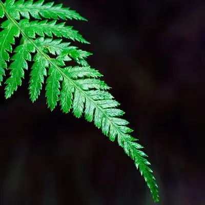 清新素雅的微信头像,绿色系小清新护眼又好看 清新素雅的微信头像,绿色系小清新护眼又好看