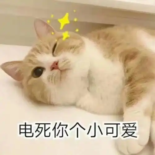 猫系女友的头像可爱养猫