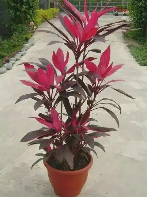  1种植物,是红色的富贵竹,客厅养1盆,好运又招财
