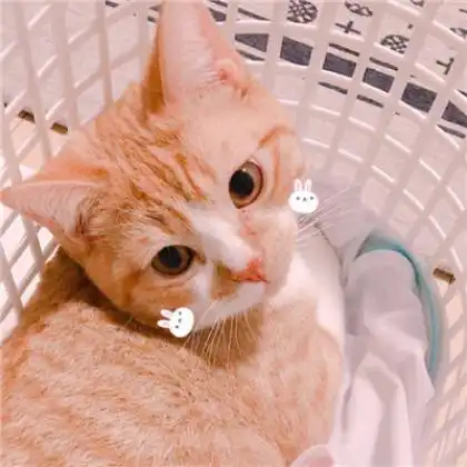  可爱萌猫情侣头像,命里有时终需有不要在意