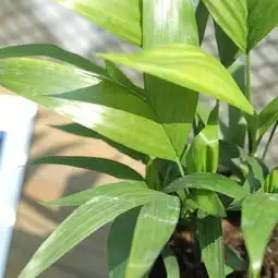  这6种盆栽堪称深藏不露,摆在客厅,清新怡人,除甲醛净化空气