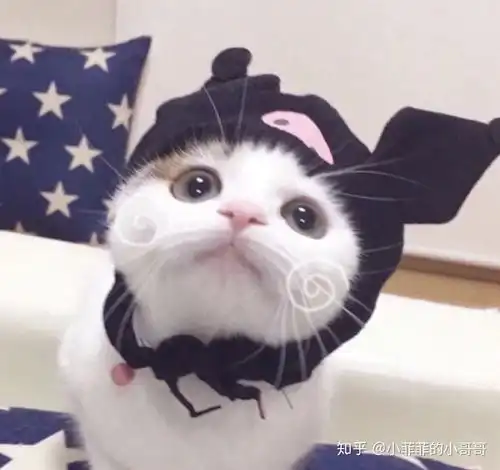 猫咪情侣头像高清