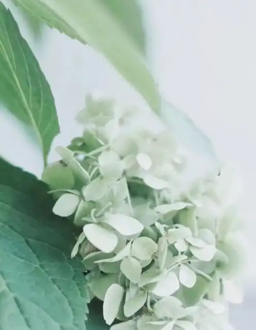 聪明的最高境界是厚道 聪明的最高境界是厚道