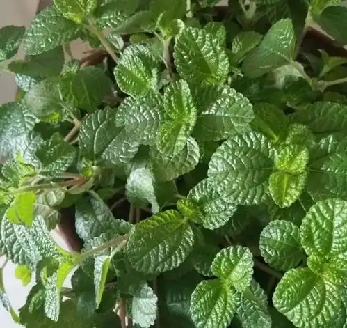  这种植物可以做菜,叶子摘下能泡茶,养人又养眼