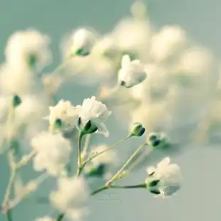  桌面图片要可爱的