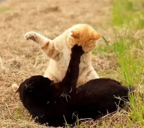  猫咪躺在地上伸爪做热身等打架是时候展现真正的技术了