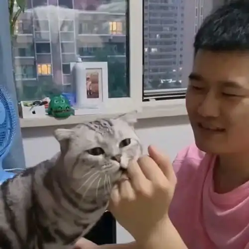 猫咪竟当着女友面,对着男友做出这样的举动,女友都傻眼了