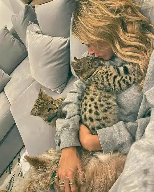  好莱坞第一美女养猫是什么样子看到后我酸了