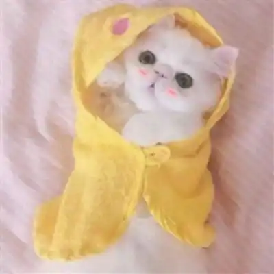 猫头像情侣一左一右