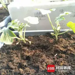 高校男生寝室种西瓜想给生活添点绿色图 高校男生寝室种西瓜想给生活添点绿色图