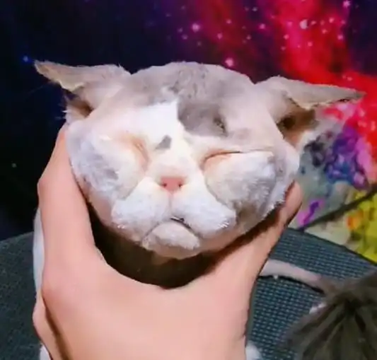  男友带猫咪剪造型准备给女友惊喜,网友紫薇,你看见烛光了吗