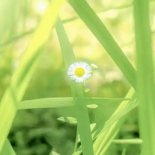 2023最新绿色生机勃勃唯美图片 2023最新绿色生机勃勃唯美图片