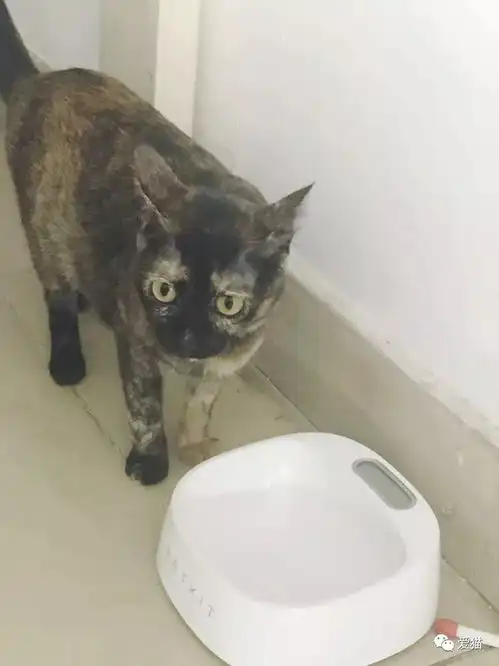  网友强力吐槽女朋友养猫前和养猫后的变化,说多都是泪啊