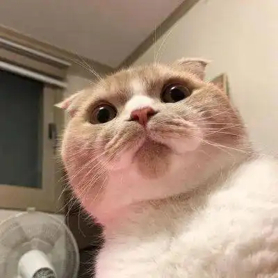  可爱的猫咪头像来了,猫咪情侣头像,冬天头像