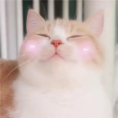 治愈系猫咪图片文字头像
