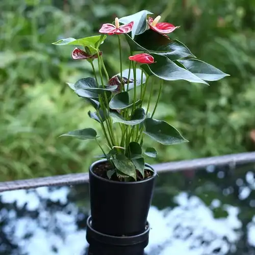  觉得环境差,别喷清新剂,这7种盆栽更清新怡人,吸甲醛养人