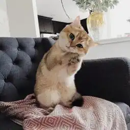  日常吸猫