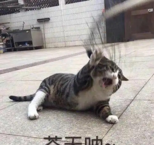  95后恋爱报告,为啥越来越多的人宁愿养猫也不找男女友