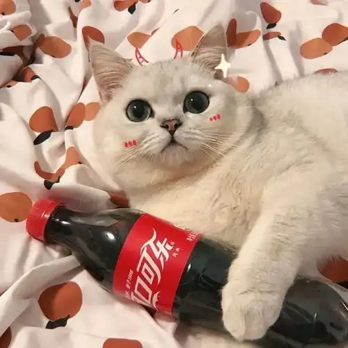 有哪些好看的猫咪情头 有哪些好看的猫咪情头