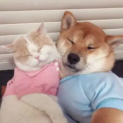 猫系女友的头像可爱李现