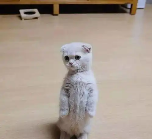  主人带猫咪去女友家,小奶猫可爱站姿萌化主人,女友却红了眼眶