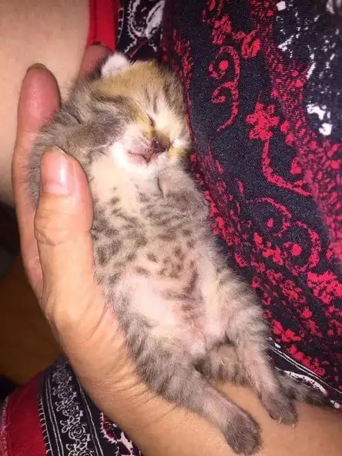  网友一手玩游戏,一手捧着小猫,这种生活简直让人嫉妒到爆了...