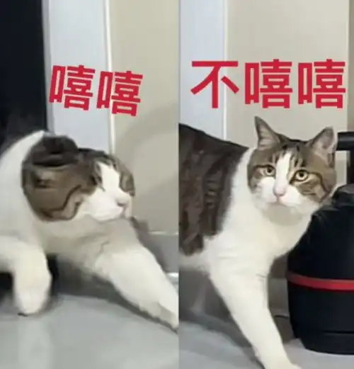  小伙儿上门帮女友喂猫,半天找不到猫的他却在门后看到倒立生物,猫泥嚎,我是马桶刷猫咪花猫网易订阅