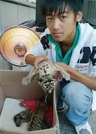  遭弃仨虎崽急寻狗奶妈